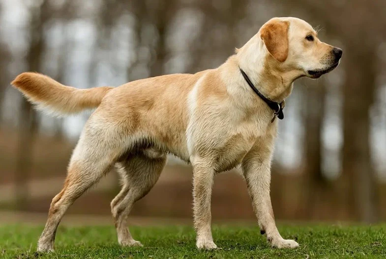 Labrador Retriever